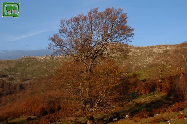 I colori autunnali in quota (Praticchio del Tordo), sullo sfondo il M.Morrone