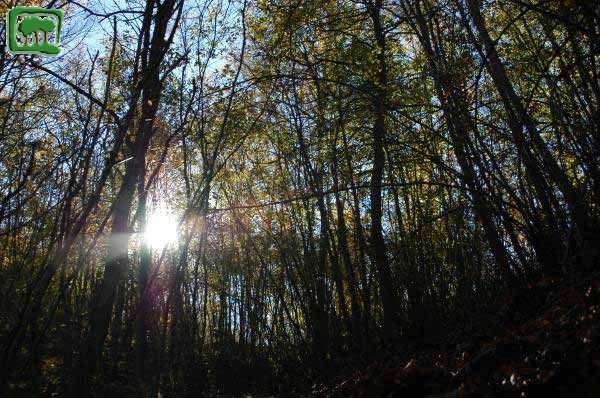 Nel fitto del bosco, penetra poca luce