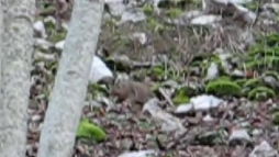 Link esterno: video 'Gatto selvatico' su youtube Link esterno: video 'Gatto selvatico'